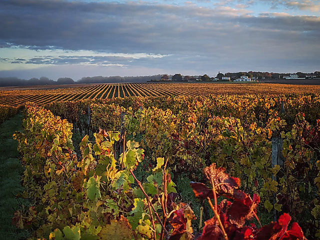 Couverture carte virtuelle Bordeaux Terroir